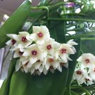 200 Seeds Flower Bonsai Hoya Kerrii Bonsai (December Orchid) Family Fresh Seeds
