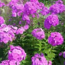 400 Seeds Phlox Flower Outdoor Bonsai Plant Fresh Seeds
