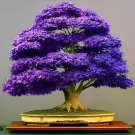 200 Seeds Rhododendron Flower Easy to Grow Azalea Bonsai Fresh Seeds