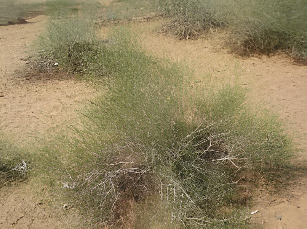 200 Seeds Sand Calligonum Tree Semente Fresh Seeds