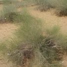 200 Seeds Sand Calligonum Tree Semente Fresh Seeds