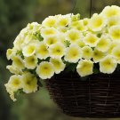 200 Seeds Petunia Bonsai Four Seasons Can Be Planted Perennial Flowers Fresh Seeds