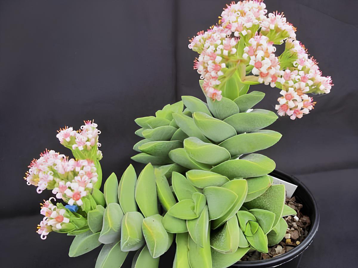 600 Seeds Succulents Flower Plants Beautiful Fresh Seeds