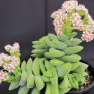 600 Seeds Succulents Flower Plants Beautiful Fresh Seeds
