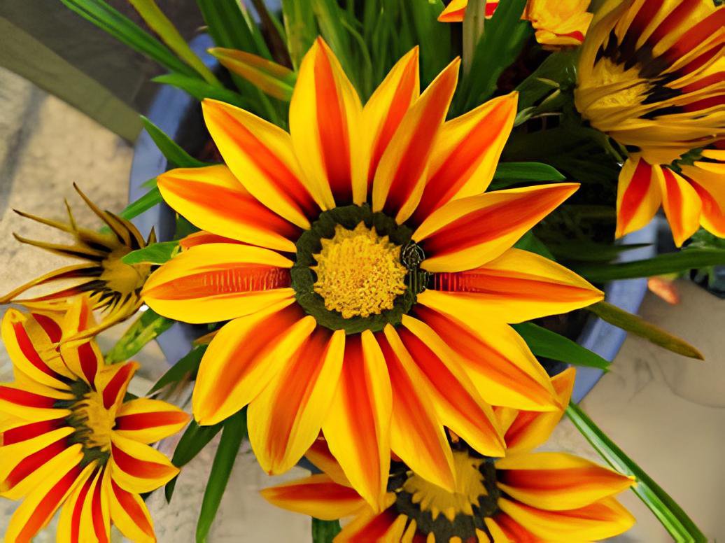 40 Seeds Gazania Potted Fresh Seeds