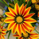 40 Seeds Gazania Potted Fresh Seeds