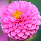 60 Seeds Mix Color Dahlia Flower Bonsai Flower Bonsai Plant Fresh Seeds