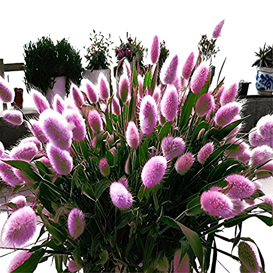 600 Seeds Rabbit Tails Grass Fresh Seeds