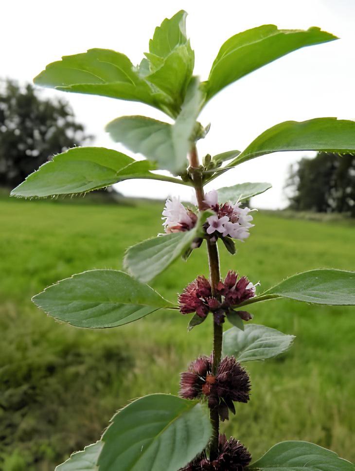 100 Seeds Mentha Arvensis Wild Field Herb Flower Fresh Seeds