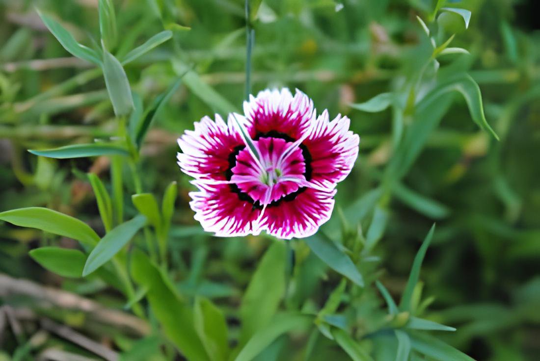 100 Seeds Dianthus Chinensis Fresh Seeds