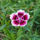 100 Seeds Dianthus Chinensis Fresh Seeds