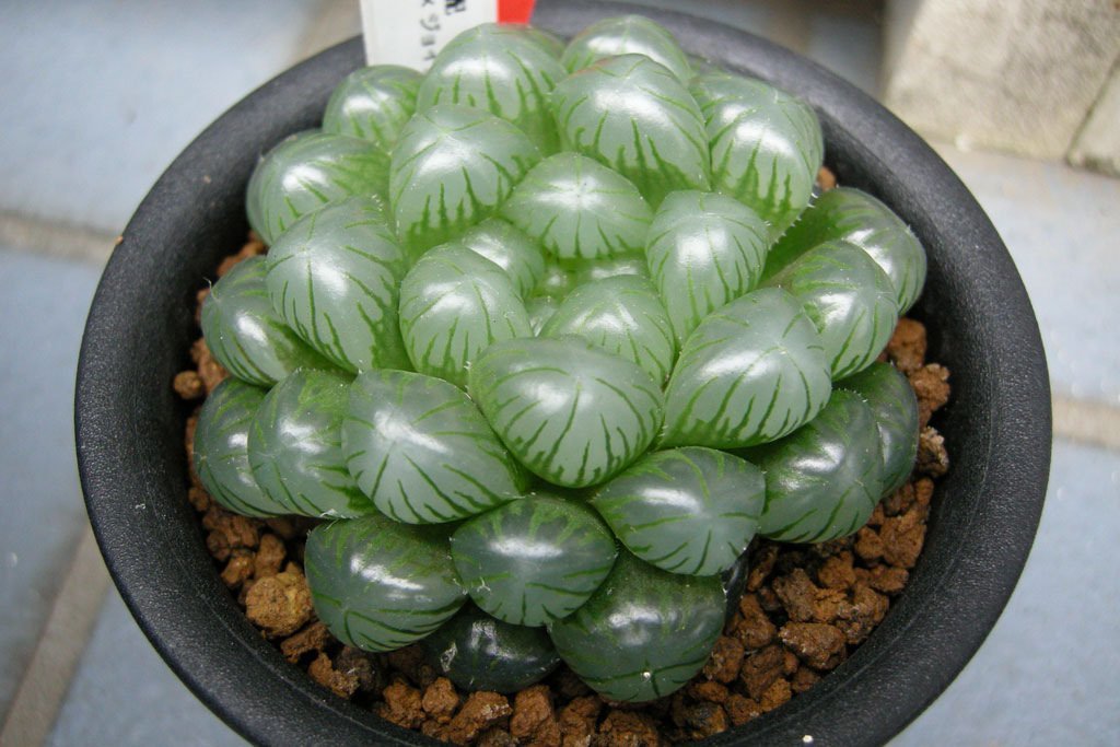 100 Seeds Haworthia Fresh Seeds