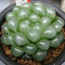 100 Seeds Haworthia Fresh Seeds