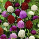 200 Seeds Gomphrena Globosa Bonsai Beautiful Globe Flowers Fresh Seeds