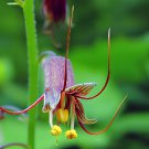 80 Seeds Youth On Age Tolmiea Thousand Mothers Menziesii Flower Fresh Seeds