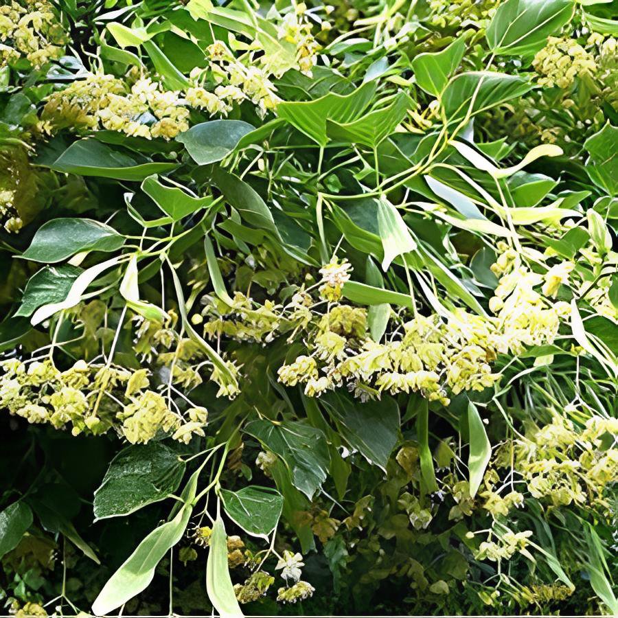 100 Seeds American Linden Tree Fresh Seeds