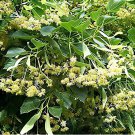 100 Seeds American Linden Tree Fresh Seeds