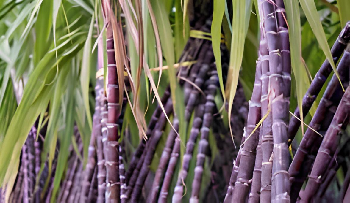 200 Seeds Sugar red Cane Fresh Seeds