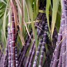 200 Seeds Sugar red Cane Fresh Seeds