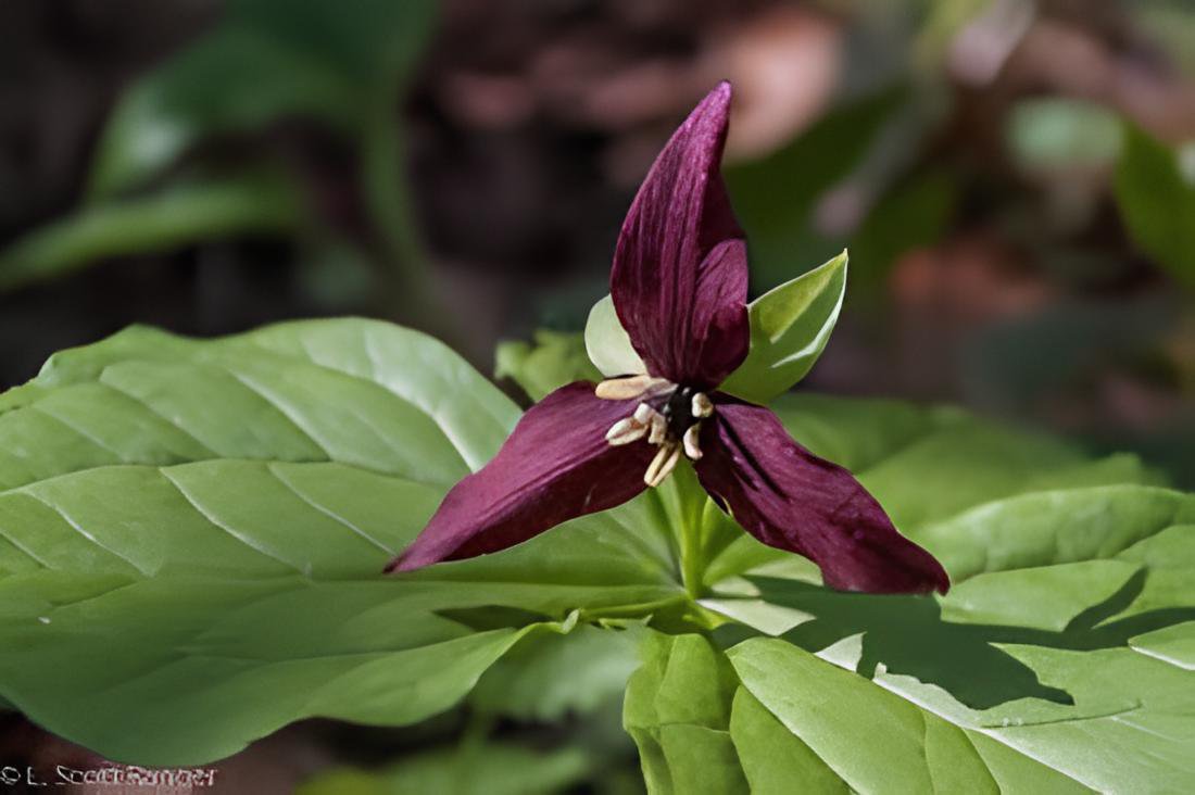 120 Seeds Trillium Erectum Flower Fresh Seeds