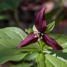 120 Seeds Trillium Erectum Flower Fresh Seeds