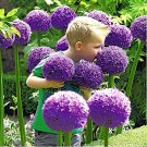 200 Seeds Allium giganteum Flower Mixed Fresh Seeds