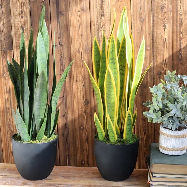 600 Seeds Artificial Succulent Agave Sansevieria Trifasciata Bonsai Fresh Seeds