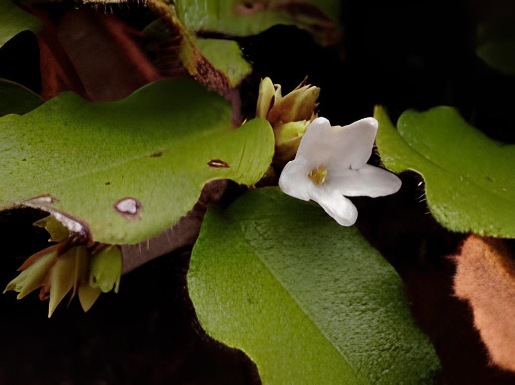 240 Seeds Trailing Arbutus Fresh Seeds