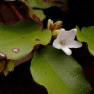 240 Seeds Trailing Arbutus Fresh Seeds