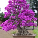 200 Seeds Mini Violet Beautiful Bonsai Flower Fresh Seeds