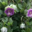 50 Seeds Cobee Violette Cobaea Flower Fresh Seeds