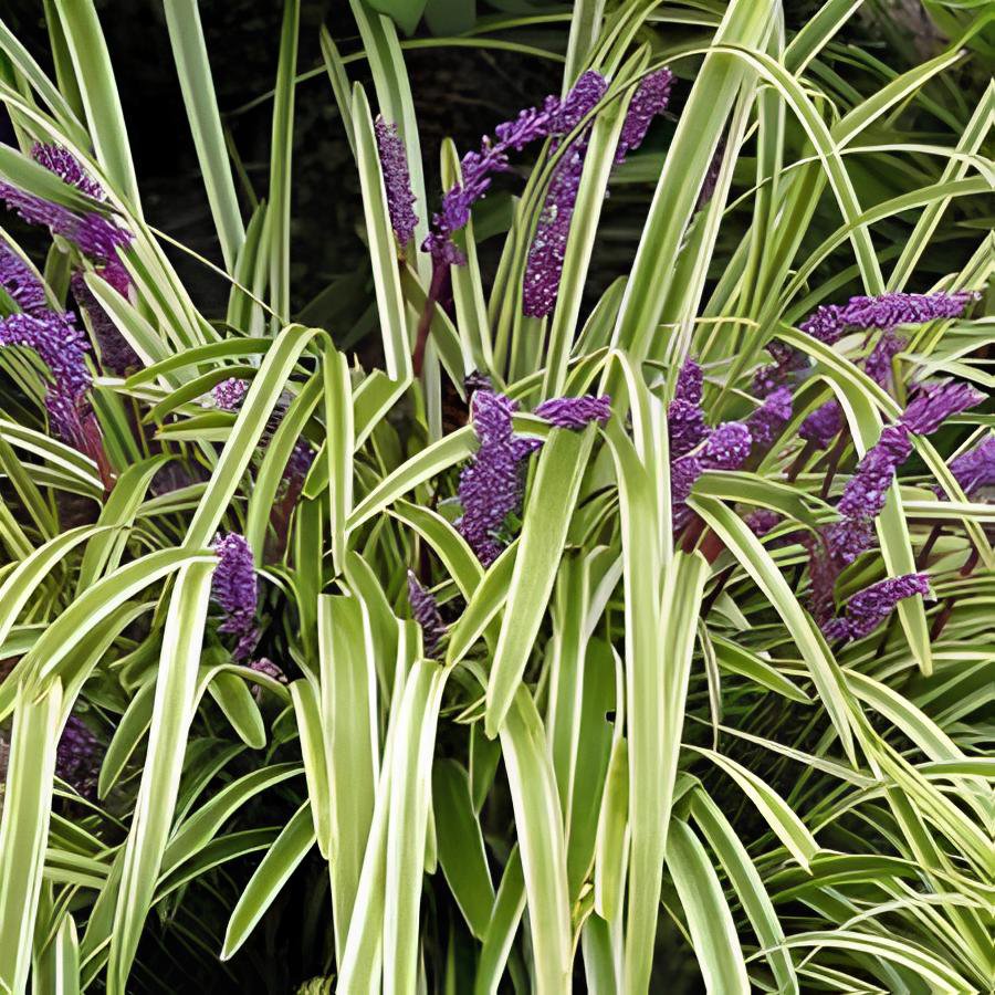 50 Seeds Blue Lily Turf Monkey Grass Flower Fresh Seeds