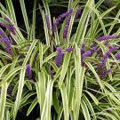 50 Seeds Blue Lily Turf Monkey Grass Flower Fresh Seeds