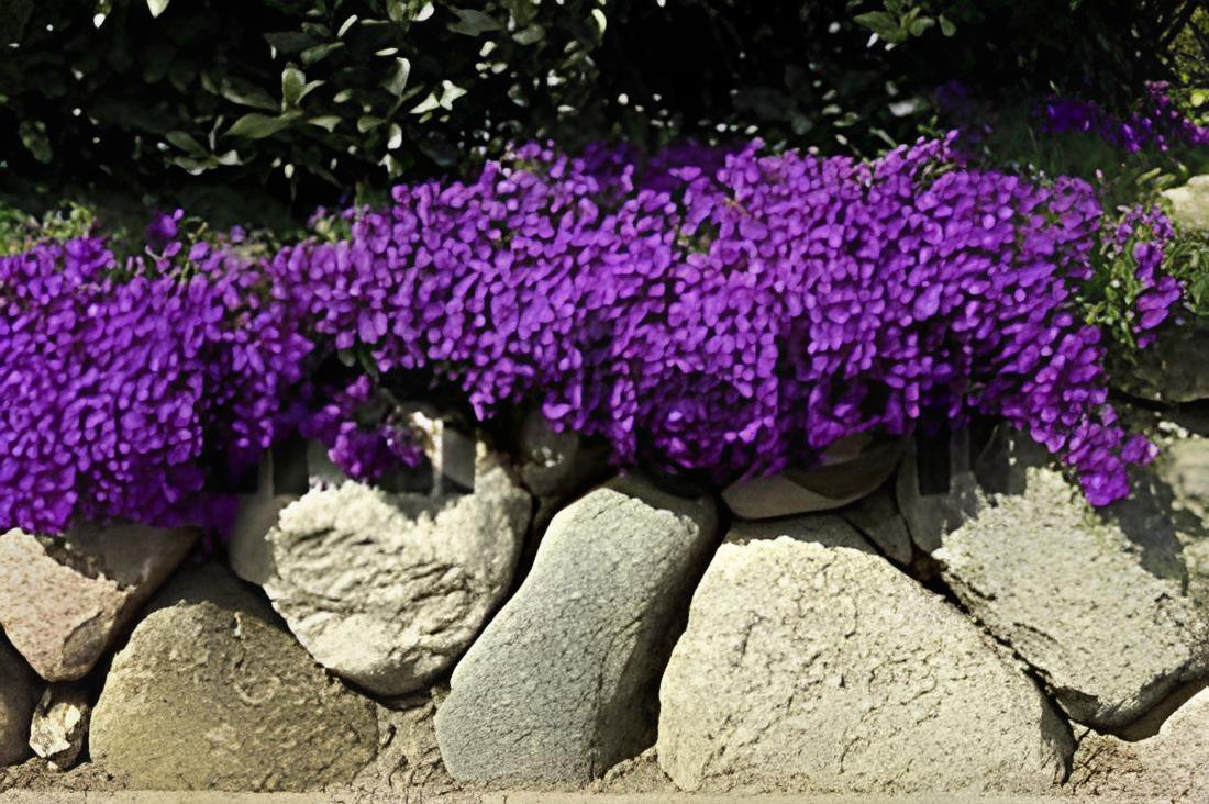 200 Seeds Aubrieta Cultorum Fresh Seeds