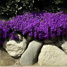 200 Seeds Aubrieta Cultorum Fresh Seeds