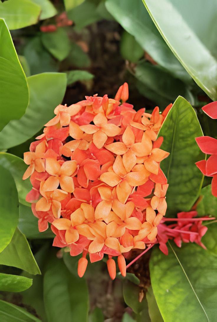 200 Seeds Rhododendron Azalea Rose Red Flowers Fresh Seeds