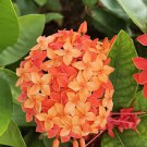 200 Seeds Rhododendron Azalea Rose Red Flowers Fresh Seeds