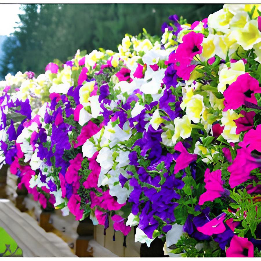 400 Seeds Hanging Petunia Mixed Fresh Seeds
