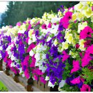 400 Seeds Hanging Petunia Mixed Fresh Seeds