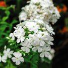 400 Seeds Garden Plants Outdoor Perennial Phlox Bonsai Fresh Seeds