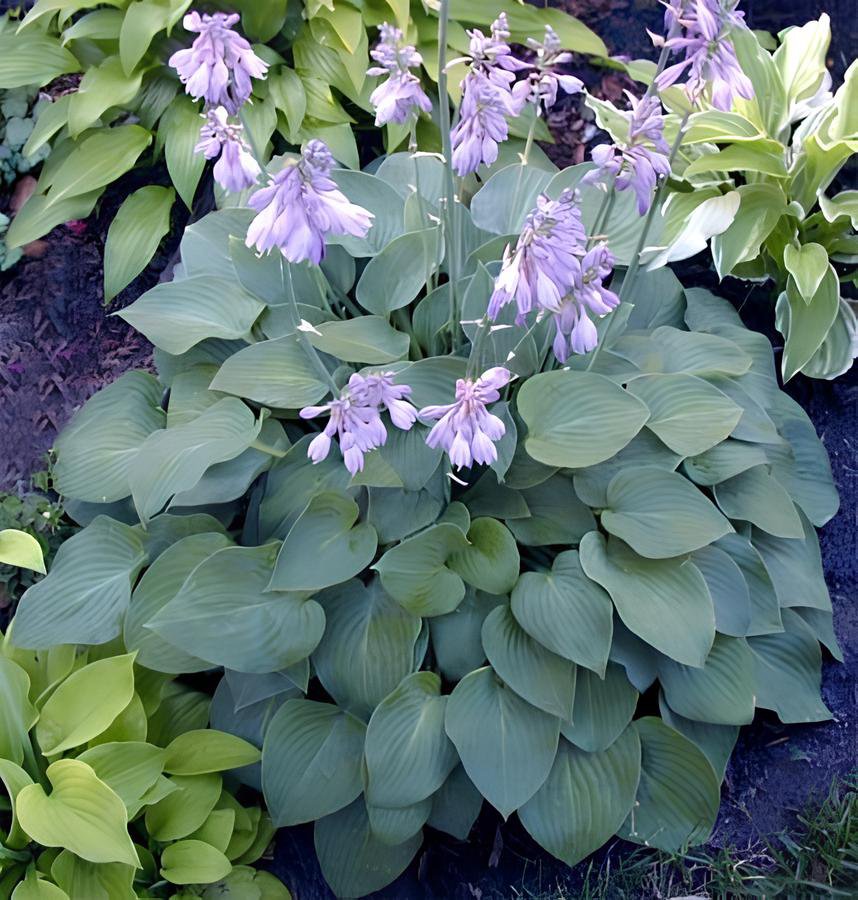 200 Seeds Jardin Lily Flower Shade Hosta Flower Fresh Seeds