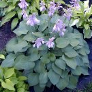 200 Seeds Jardin Lily Flower Shade Hosta Flower Fresh Seeds