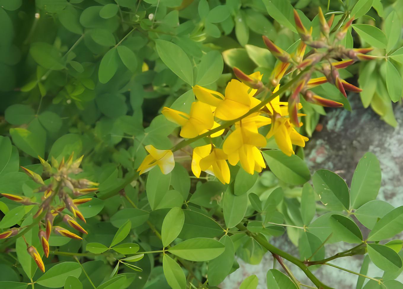 40 Seeds Chipilin Guatemalan Vegetable Fresh Seeds