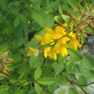 40 Seeds Chipilin Guatemalan Vegetable Fresh Seeds