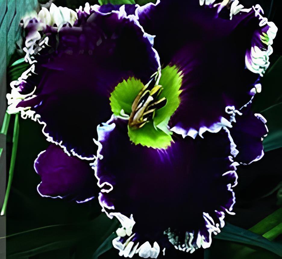 300 Seeds Hybrid Daylily Flower Fresh Seeds