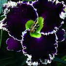 300 Seeds Hybrid Daylily Flower Fresh Seeds