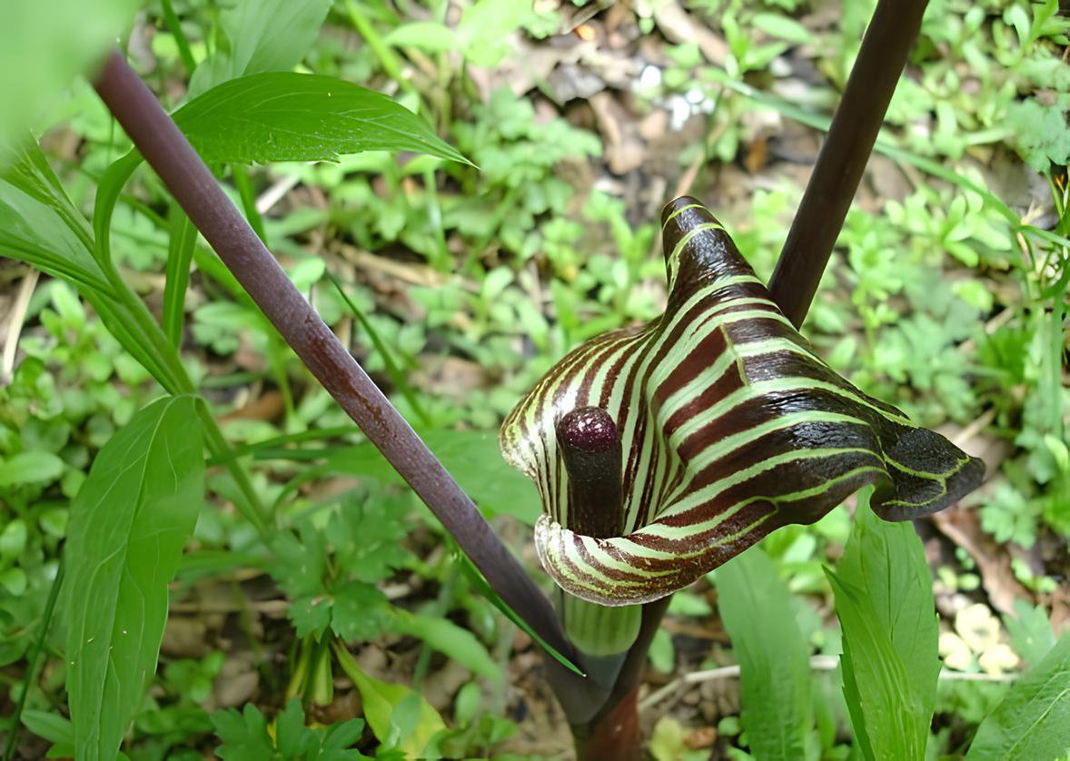 60 Seeds Jack in The Pulpit Fresh Seeds