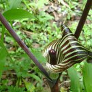 60 Seeds Jack in The Pulpit Fresh Seeds