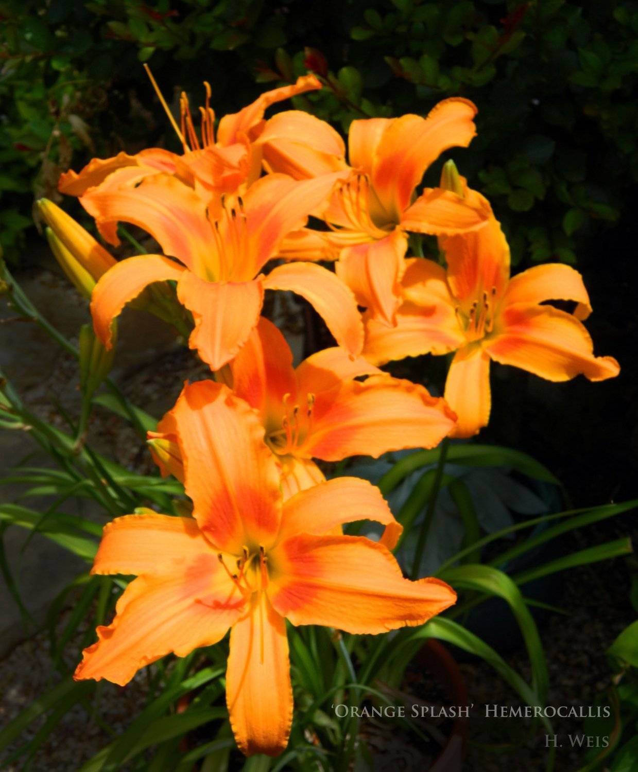 200 Seeds Hemerocallis Bonsai Fresh Seeds