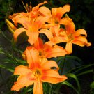 200 Seeds Hemerocallis Bonsai Fresh Seeds